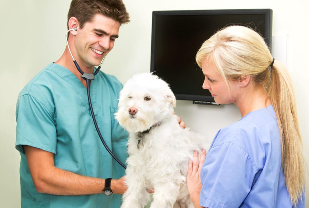 Comprehensive and Compassionate Vet Care in Chicago, IL: Keeping Your Pets Healthy and Happy