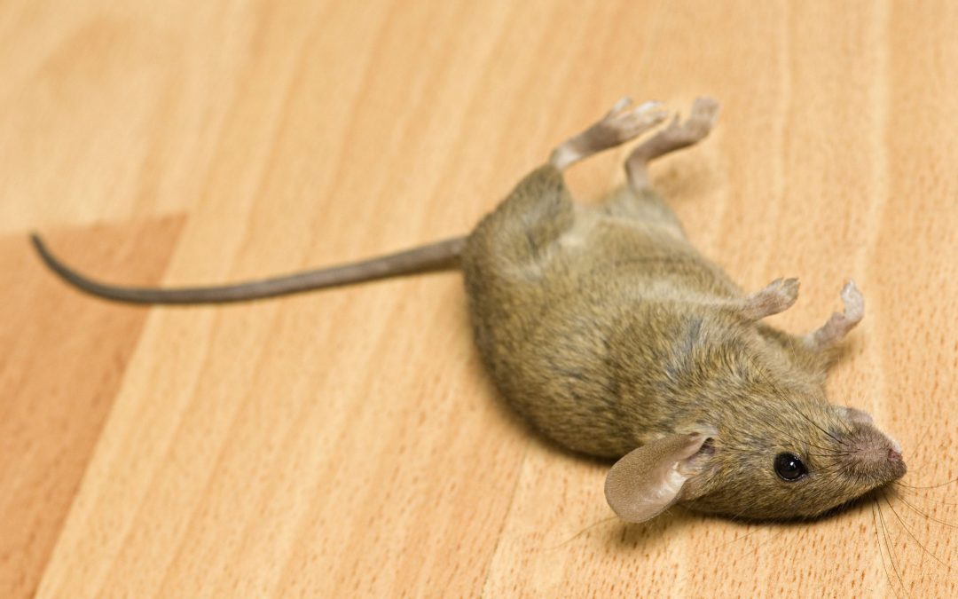 Rodent Exterminator in Morris County, NJ: Your Comprehensive Guide to a Rodent-Free Home