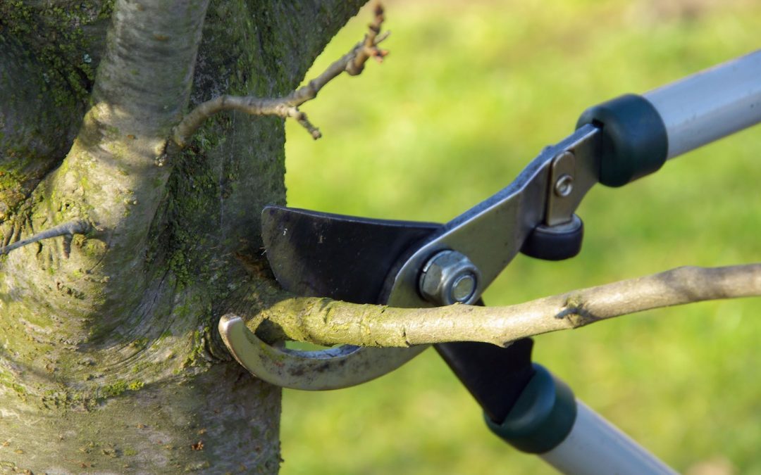 The Complete Manual for Tree Trimming in Brentwood, TN