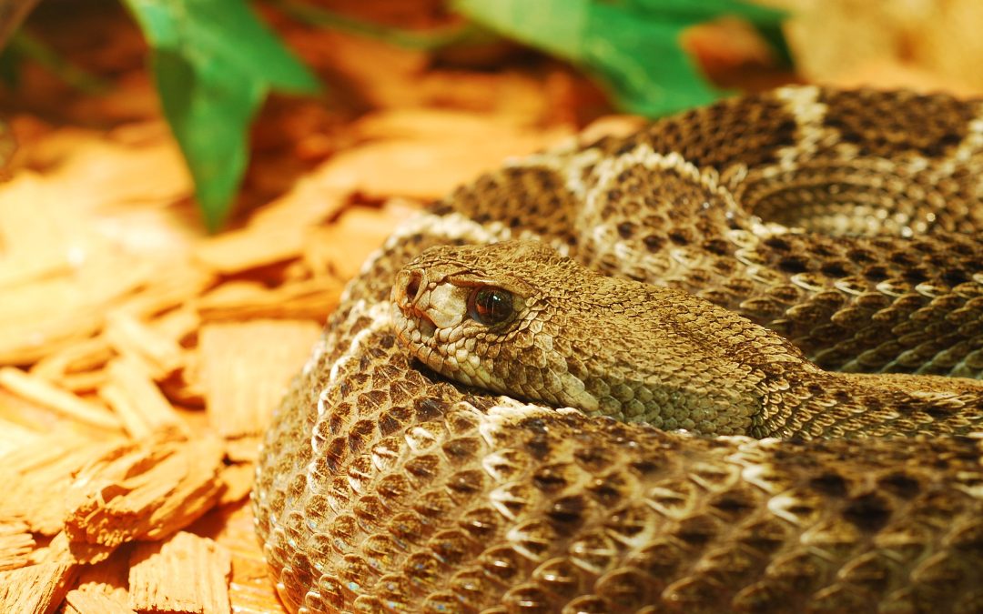 A Detailed Guide for Snake Removal in Westfield, MA