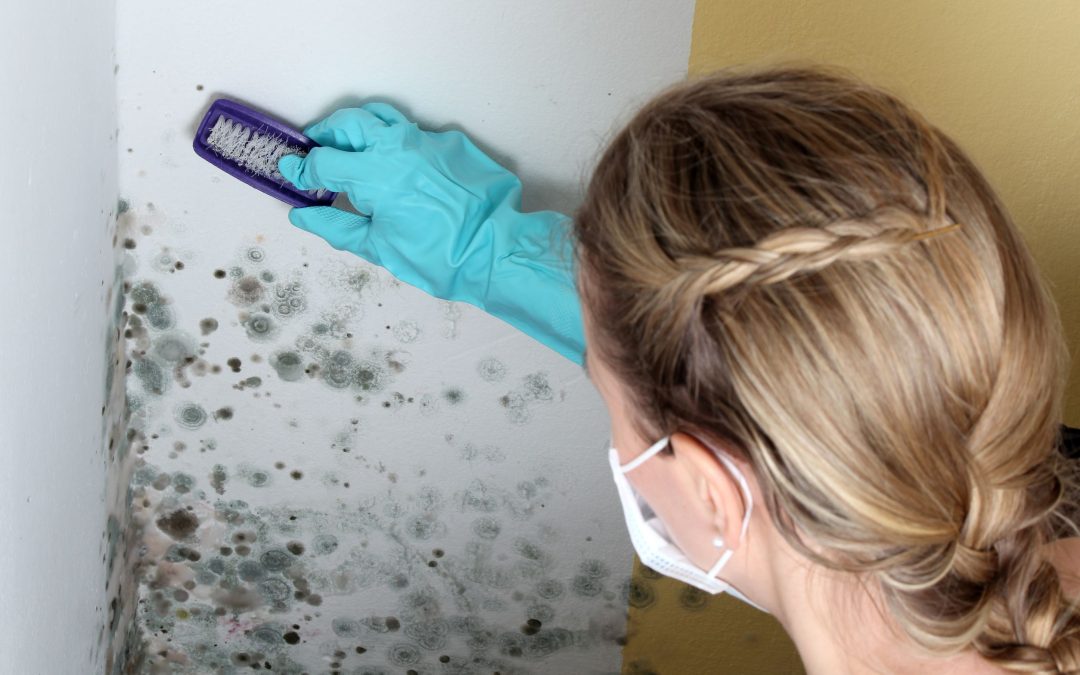 Introducing Successful Mold Remediation Services in Council Bluffs, IA