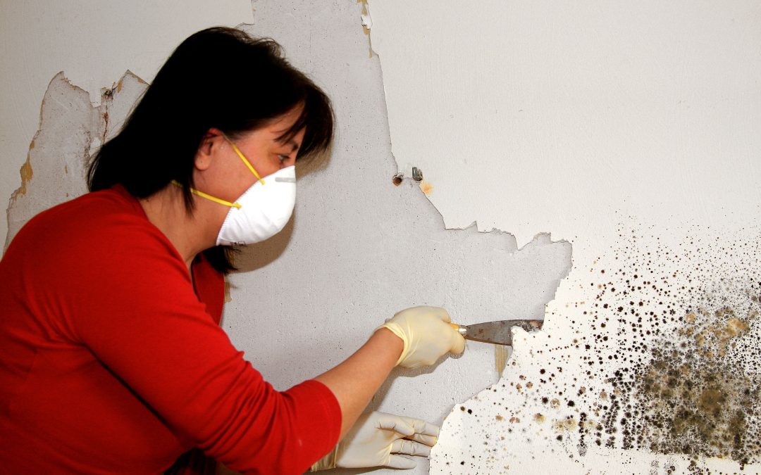 Essentials of Mold Remediation in Council Bluffs, IA: Taking on the Fungus Among Us