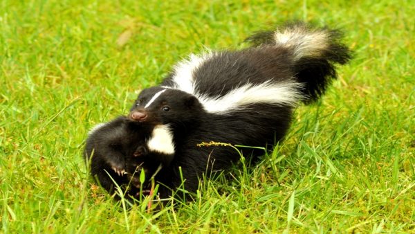 Managing Encounters Strategies: Effective Skunk Removal in Westfield, MA