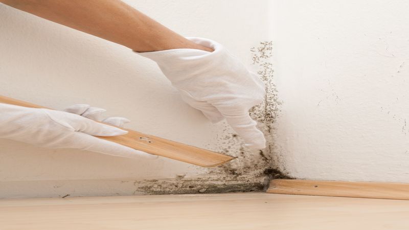 Protecting Your Home: Essential Mold Removal Services in Omaha, NE