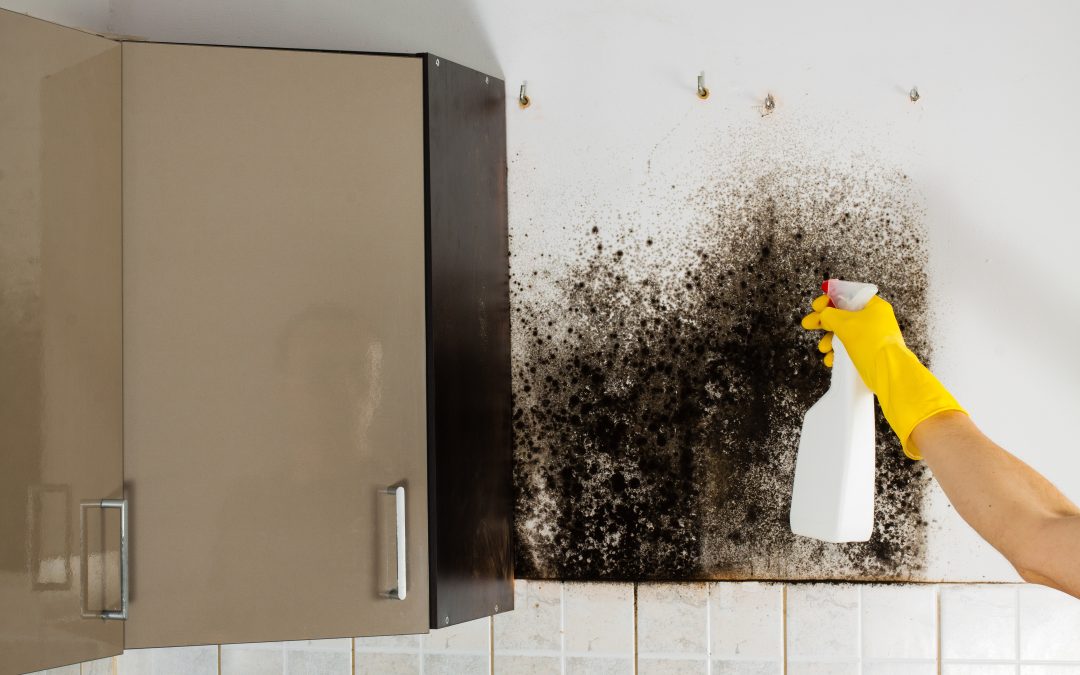 Protect Your Home The Right Way Through Effective Mold Removal in Omaha, NE