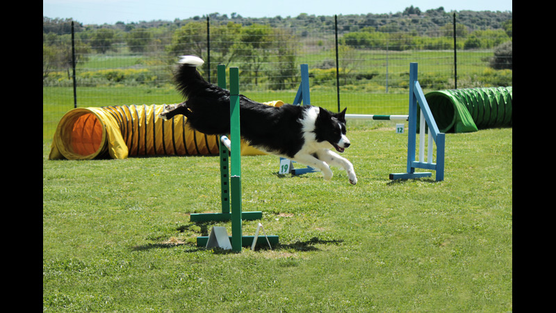 Cultivating Obedience and Loyalty Through Dog Training Classes in Randolph for a Harmonious Home