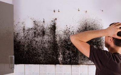 Protect Your Home: The Importance of Mold Damage Remediation Services in Council Bluffs, IA