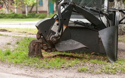 Preserve Your Property With Safe And Effective Tree Removal in Jacksonville, FL