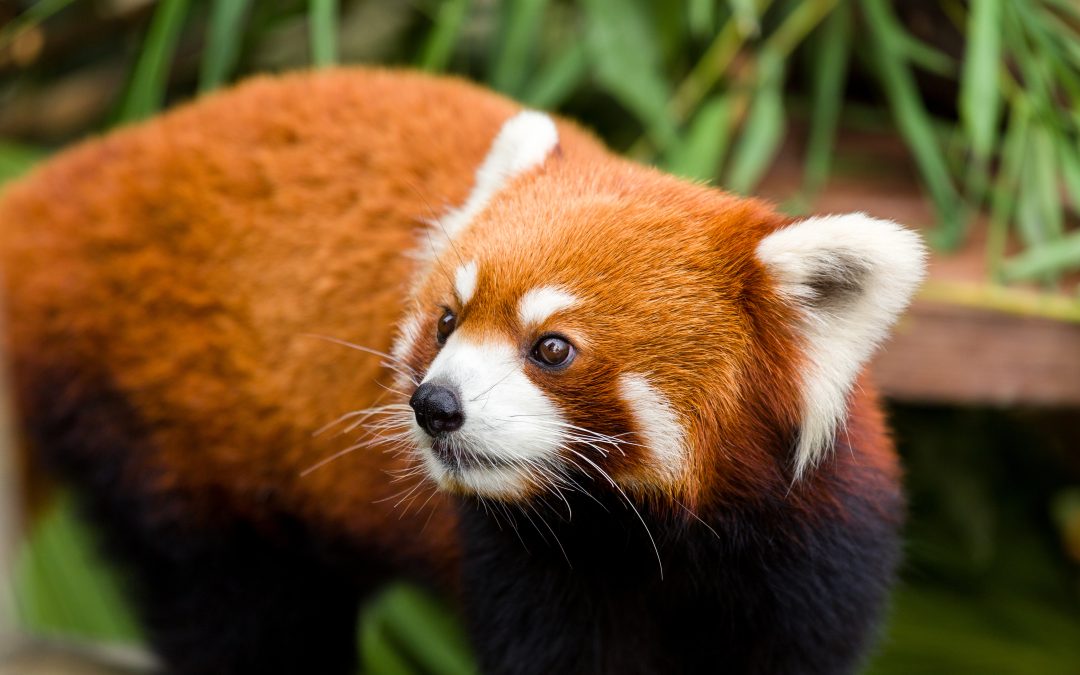 Safe Solutions for Wildlife Conflicts – Protecting Homes and Habitats