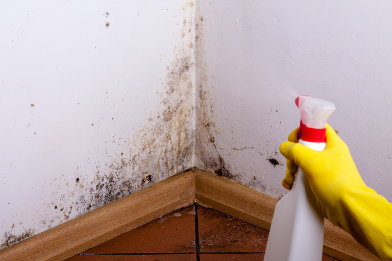 Mold Removal Tampa: Essential Tips for a Safe and Hygienic Home