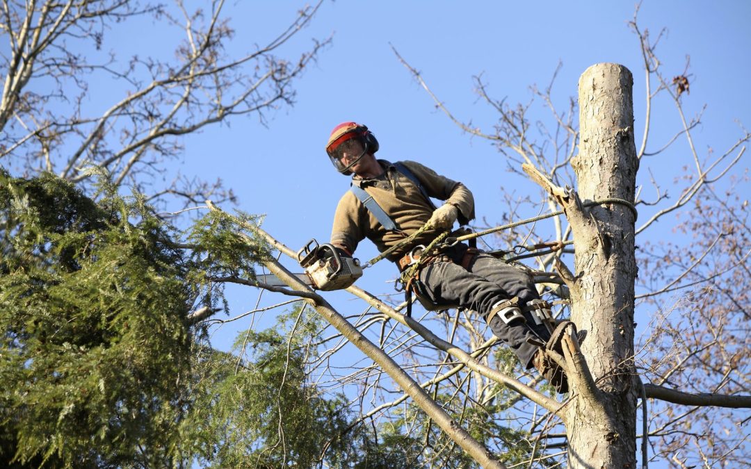 Prevent Property Damage Using Emergency Tree Removal Warner Robins Expertise