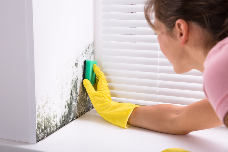 Improve Indoor Air Quality with Mold Cleaning Services Tampa Locals Appreciate
