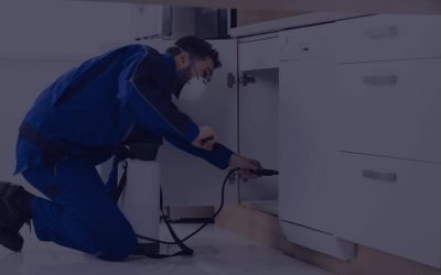 Effective Solutions for Homeowners Seeking Pest Control Near Newnan, GA