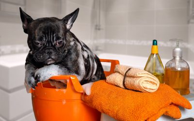 Prevent Shedding and Odor with a Professional Dog Bath Wisconsin Rapids WI Option