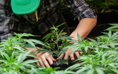 What to Expect From NYC Weed Delivery Manhattan When Shopping for Premium Cannabis