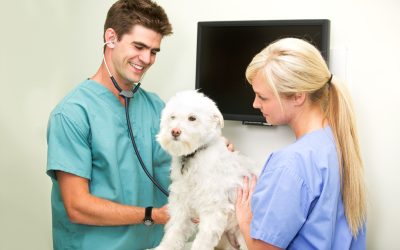 The Convenience of a Veterinary Concierge Provider, Fort Lauderdale, FL, for Local Families