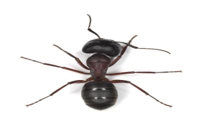 Protect Your Home From Painful Stings With Fire Ant Control In Senoia, GA Solutions
