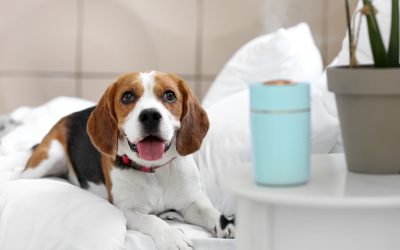 Treat Your Pup to Luxury with a Dog Spa Wisconsin Rapids WI Locals Recommend