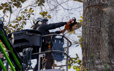When To Call For Emergency Tree Removal In Zebulon, GA, After Severe Weather Hits
